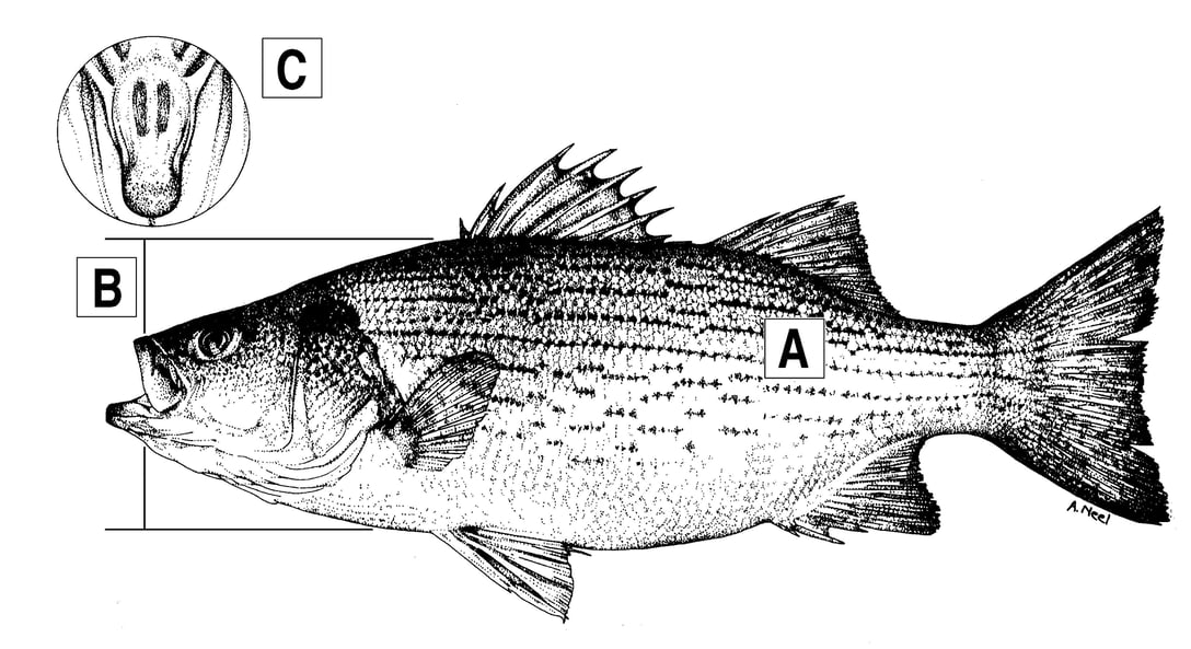 ©TPWD hybrid striped bass