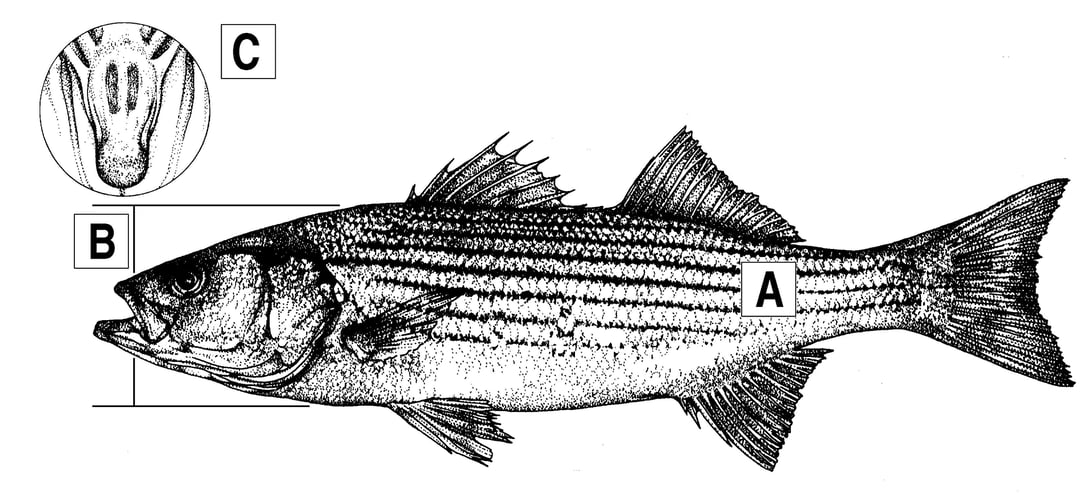 ©TPWD striped bass