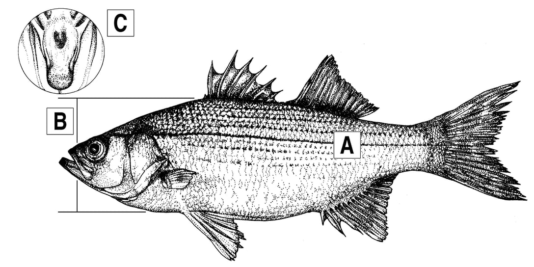 ©TPWD white bass