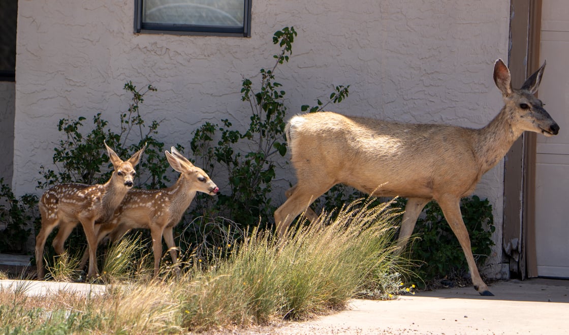 Baby Animal 3 with mom