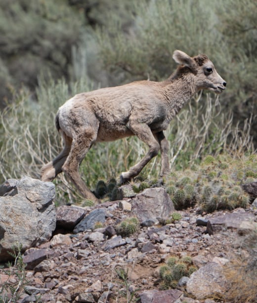 Baby Animal 4