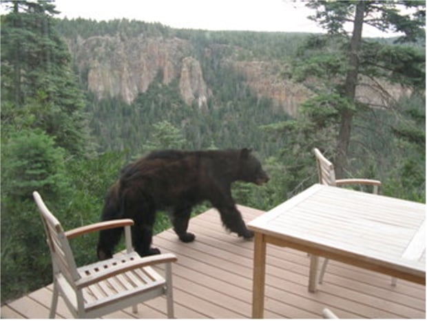 Bear on Deck