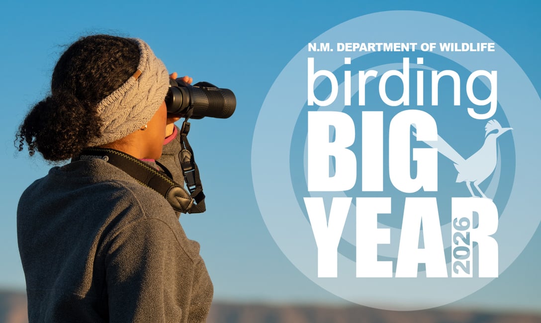 BirdingBigYear_Promo