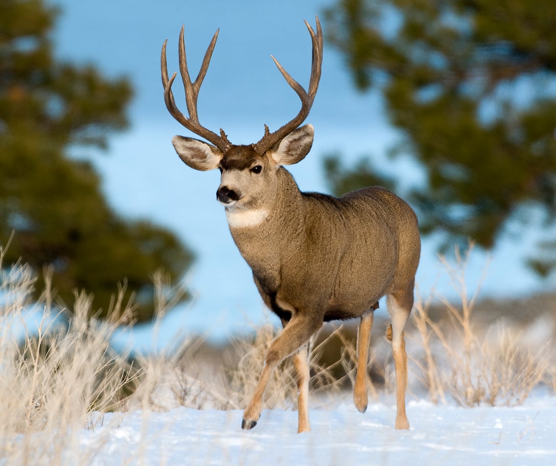 Buck