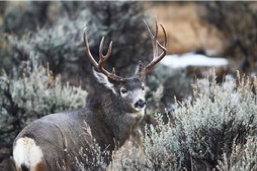 Buck