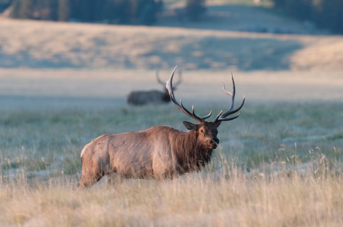 Bull Elk