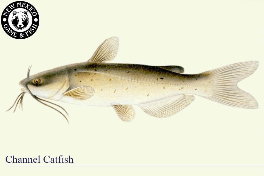 Channel Catfish