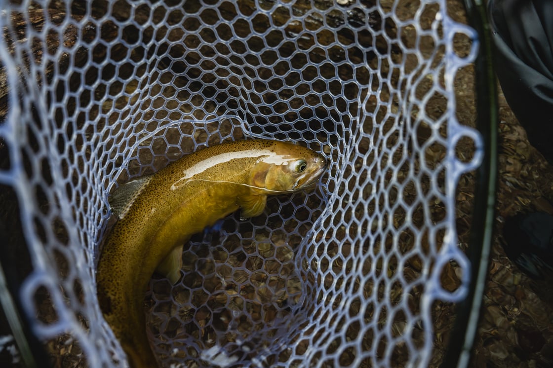 DSC_5622