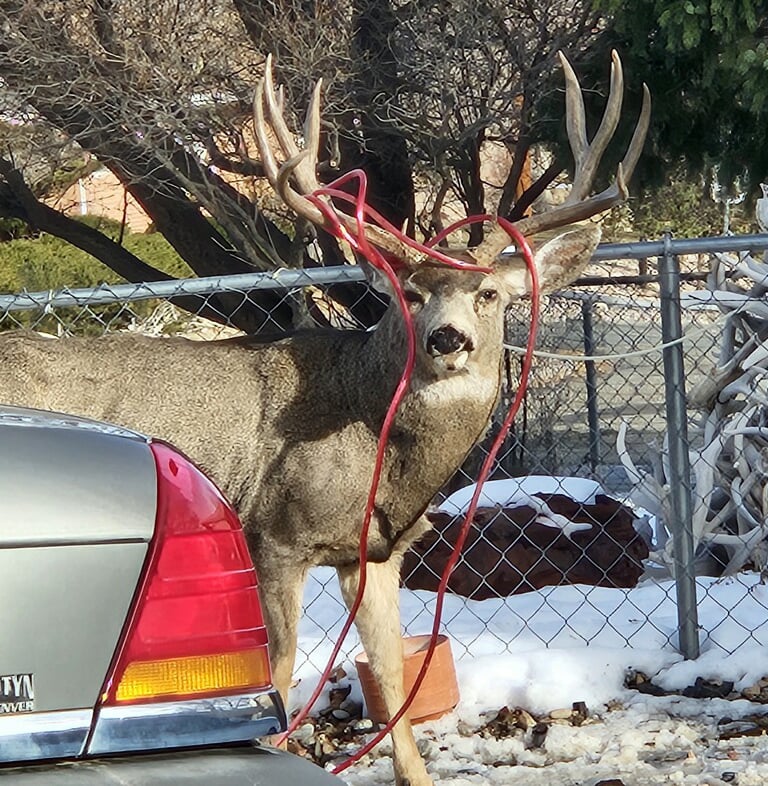 Deer with Christmas Lights