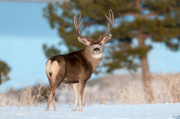 Deer