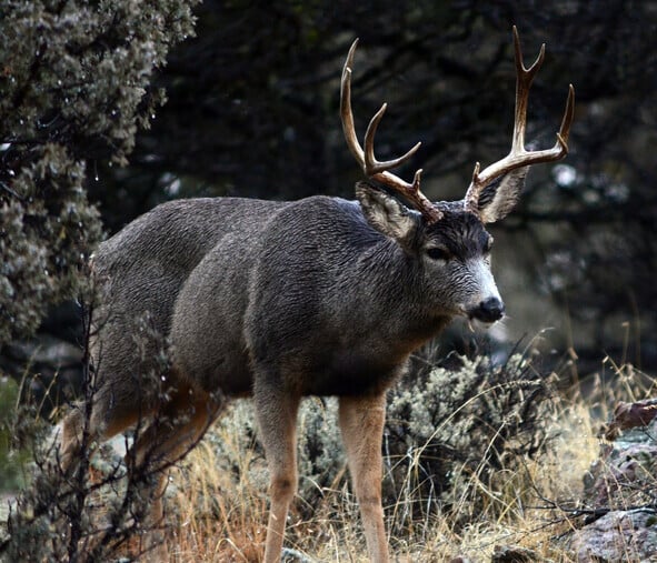 Deer1