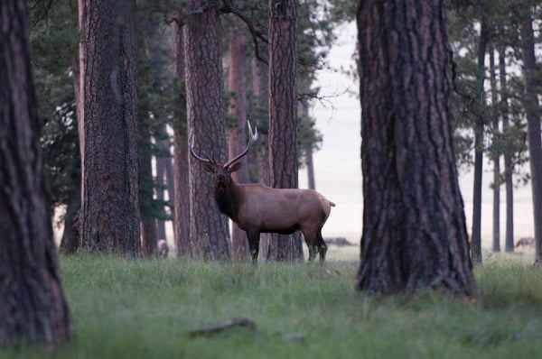Elk
