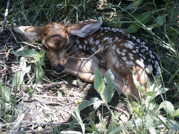 Mule Deer Fawn