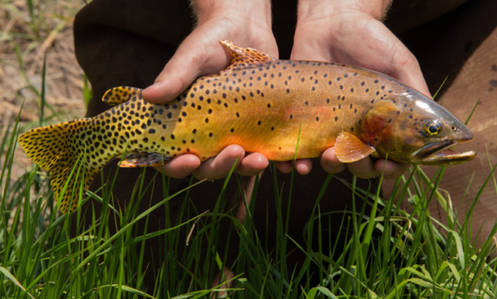 Fish