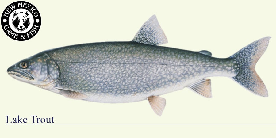 Lake Trout