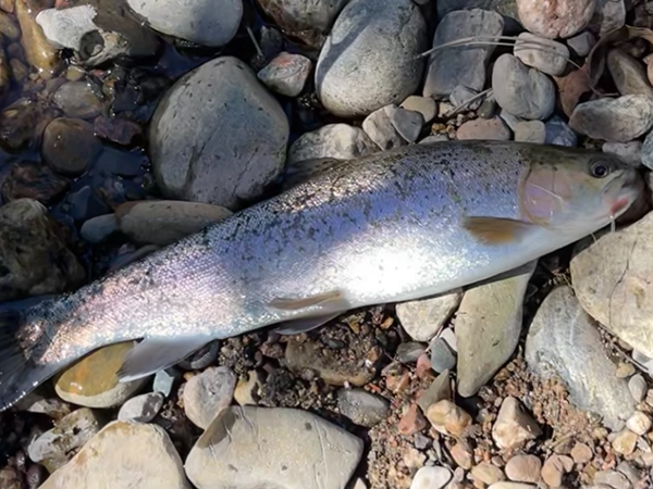 Northeast - Pecos River - Sam L