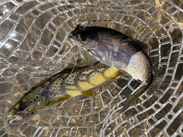 Northeast - Rio Grande - David Keith