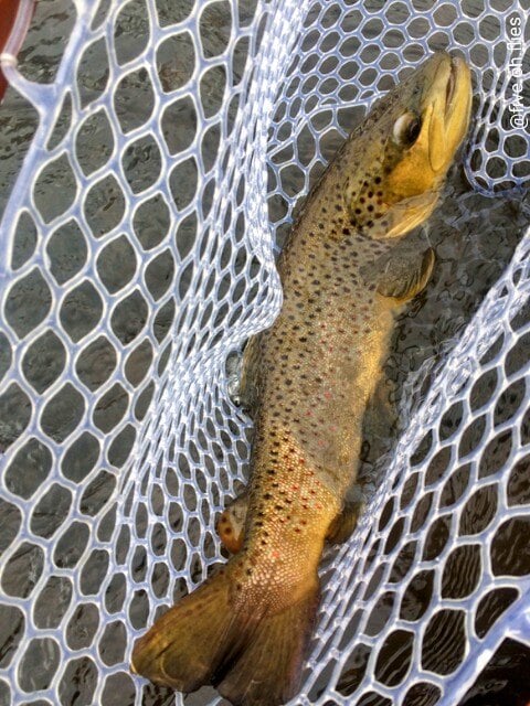 Northwest - Chama River - Chris Ortega brown trout