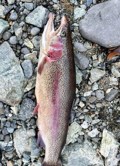 Northwest - Chama River - Chris Ortega rainbow trout