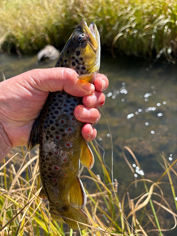 Northwest - Jemez Waters - Gabriela Lopez Escobedo