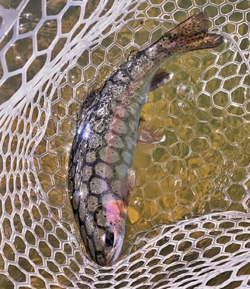 Northwest - San Juan River - Hugo Melchor rainbow trout