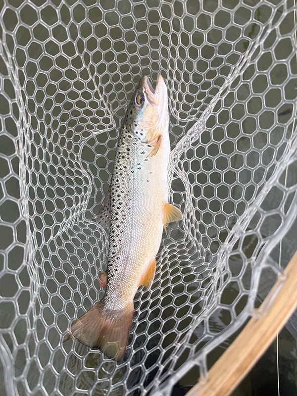 Northwest - San Juan River - Jeffery