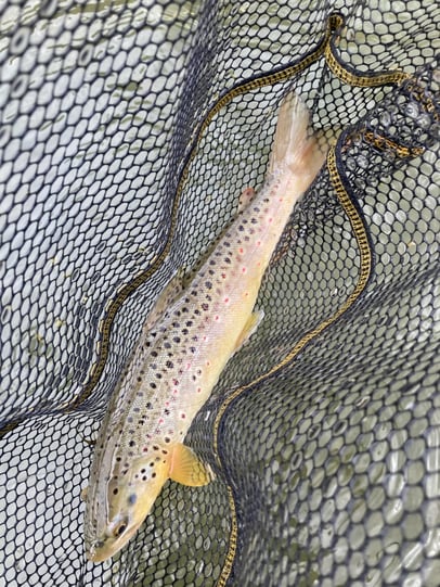 Northwest - San Juan River - Lucas Willow