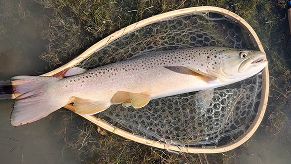 Northwest - San Juan River - William Defino brown trout