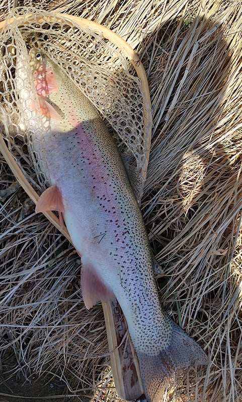 Northwest - San Juan River - William Defino rainbow trout
