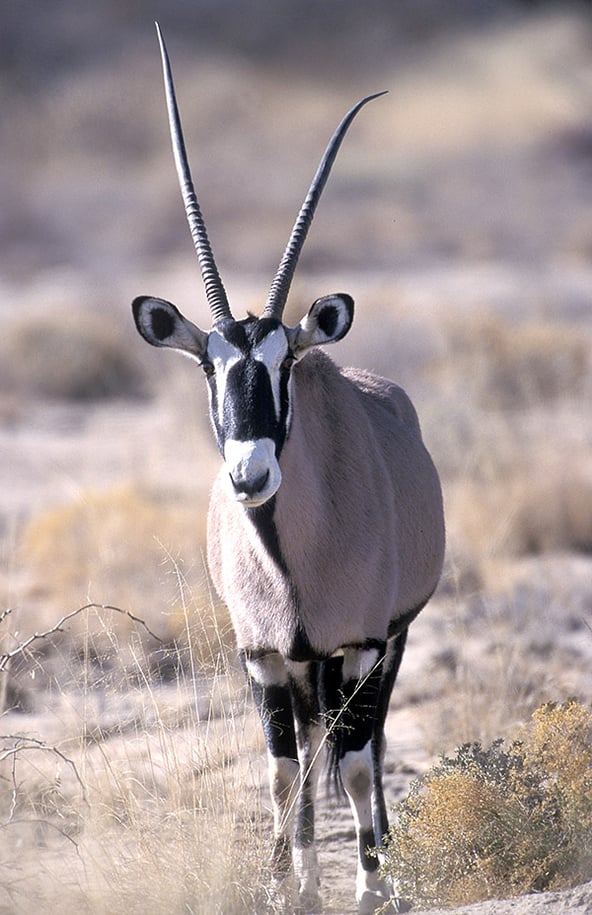 Oryx2