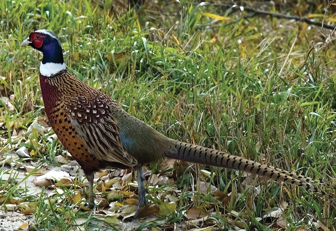 Pheasant2 copy