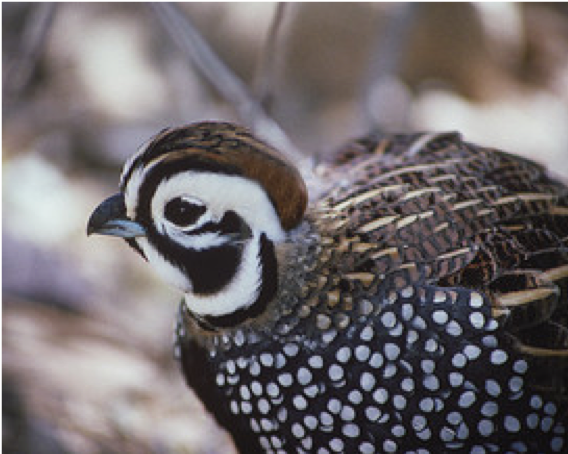 Quail