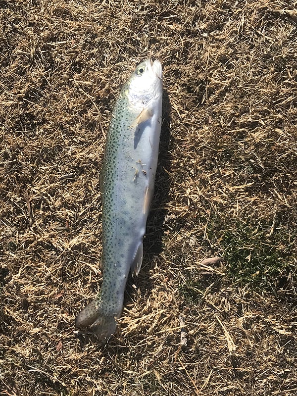 Southeast - Green Meadow Lake - James Shanley