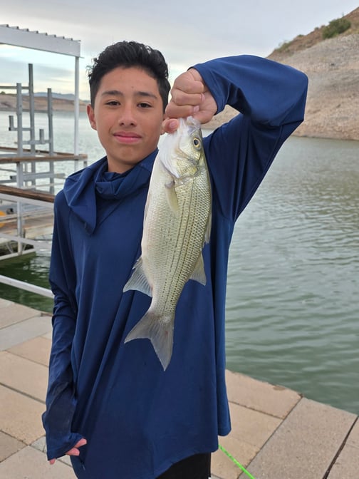 Southwest - Elephant Butte Lake - Daniel Calanchi white bass