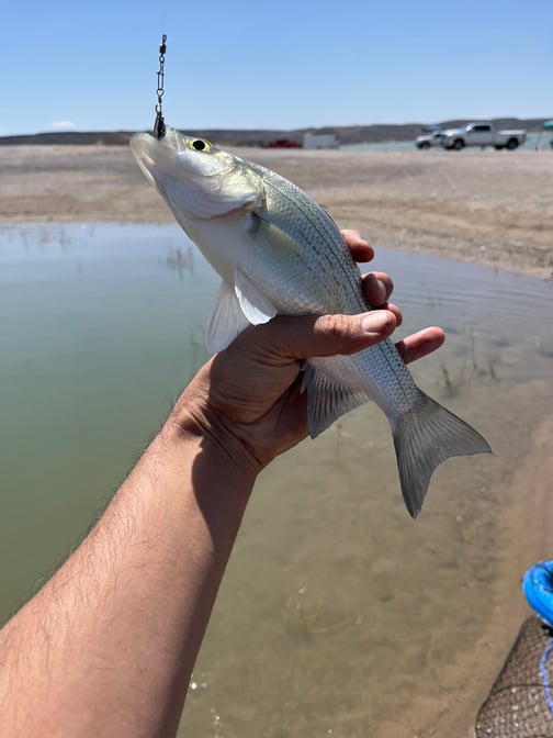 Southwest - Elephant Butte Lake - Max I Garcia