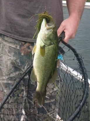 Southwest - Lake Roberts - Dylan Dockery bass