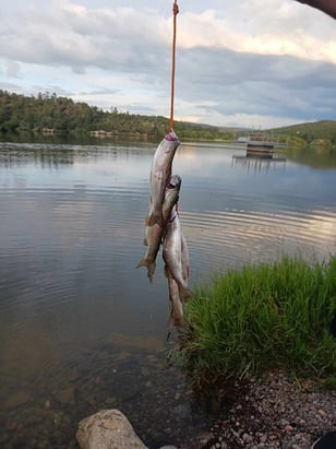 Southwest - Lake Roberts - Dylan Dockery trout