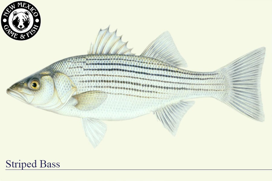 Striped Bass