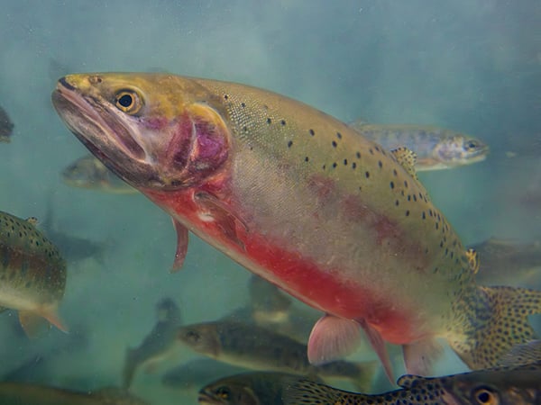 Tips Tricks and Stories 11-27-25