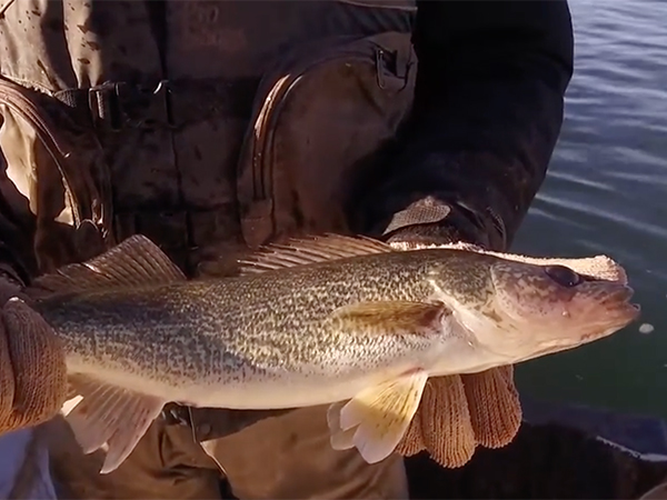 Tips Tricks and Stories-Nov-12-2025-10-32-36-9732-PM