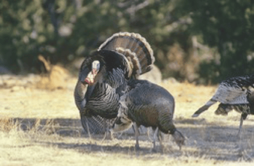 Turkey license