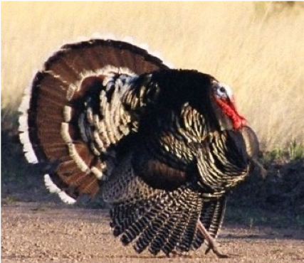 Turkey