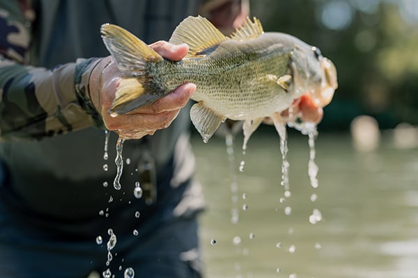 WAFWA-RBFF Texas Freshwater-1