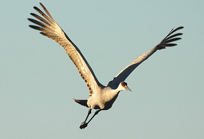 crane in flight